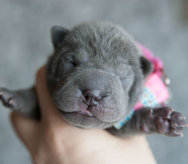 sharpei-buy-puppy-from-kennel