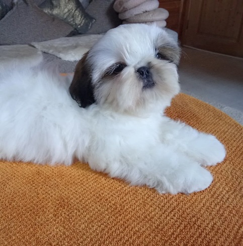 shi-tzu-prodazha-shchenka-iz-pitomnika