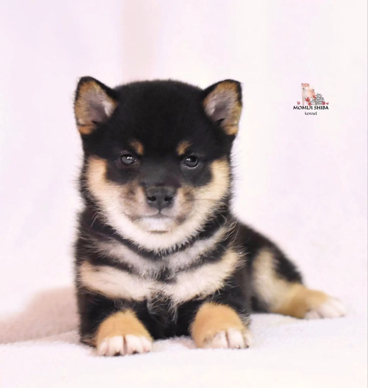 shiba-shiba-inu-kupit-shchenka