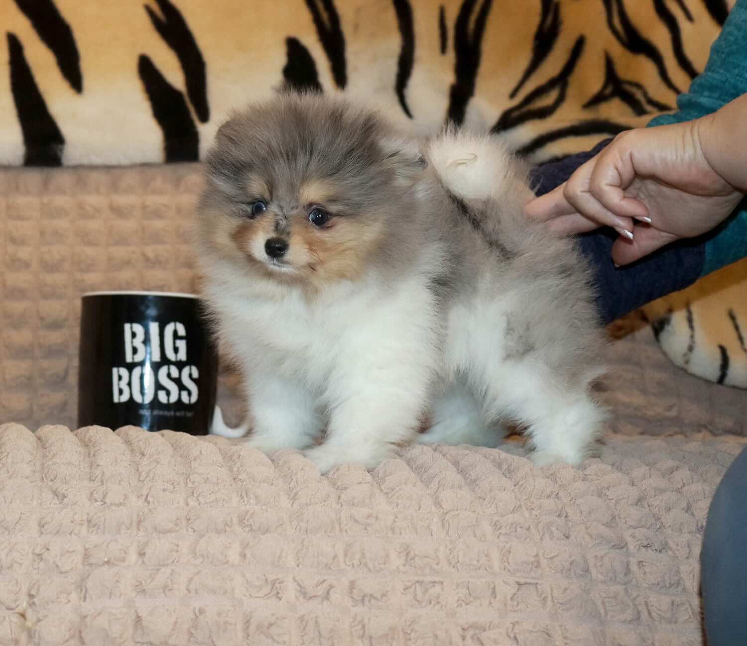 shpitz-kupit-shchenka