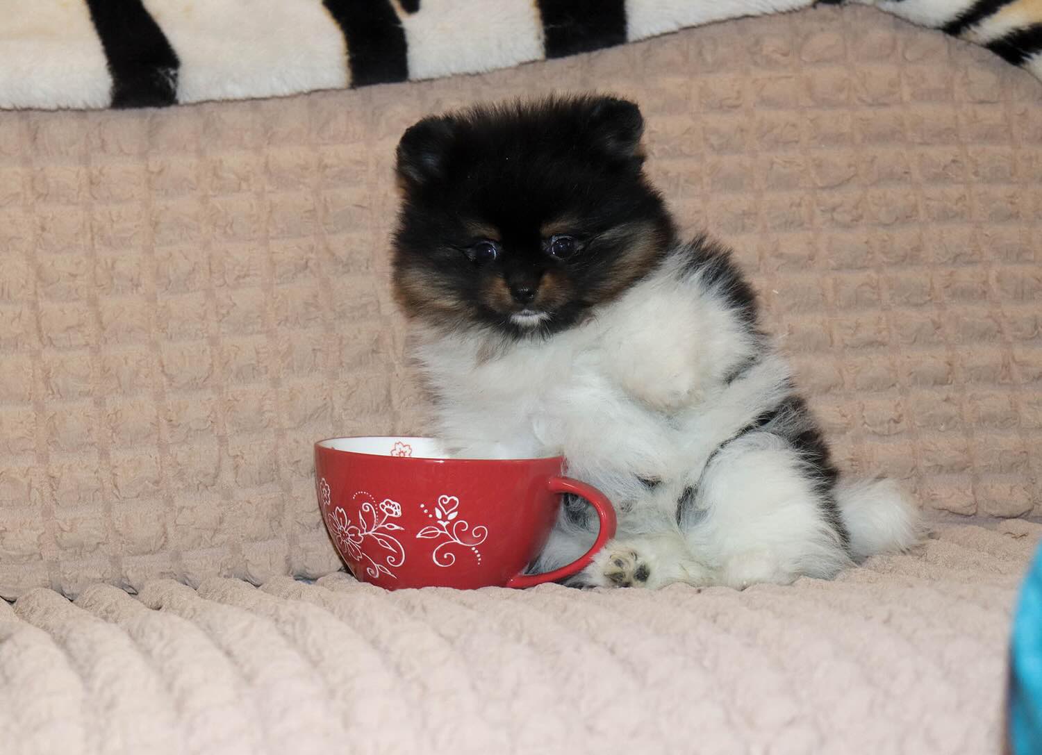 shpitz-kupit-shchenka