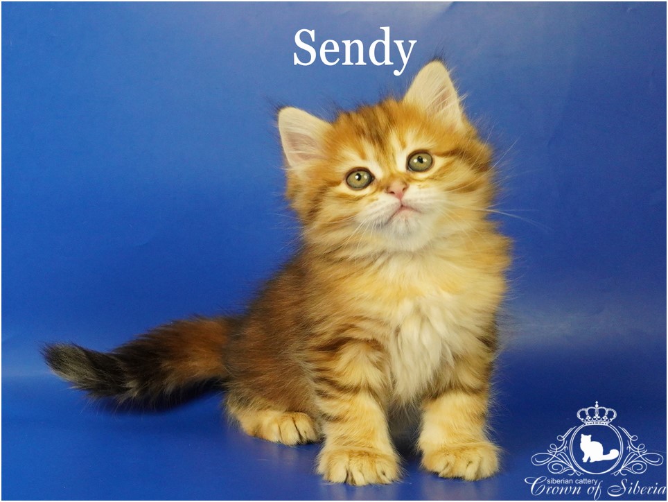sibirskaja-koshka-kupit-kotenka-porodistogo