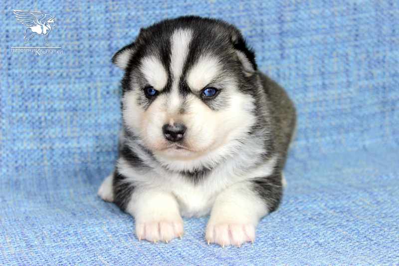 sibirskij-haski-kupit-shchenka