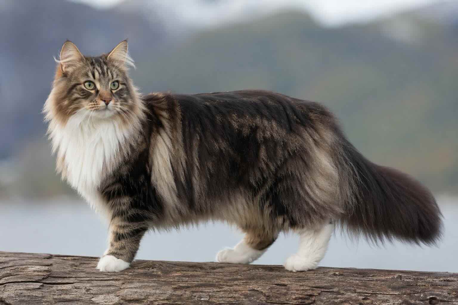 standart-norvezhskoy-lesnoy-koshki-priznaki-porody