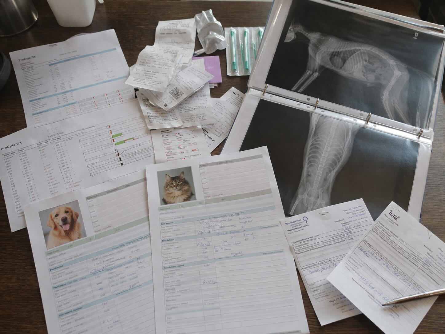 sud-s-veterinarnoy-klinikoy-dokazatelstva-analizy-dokumenty