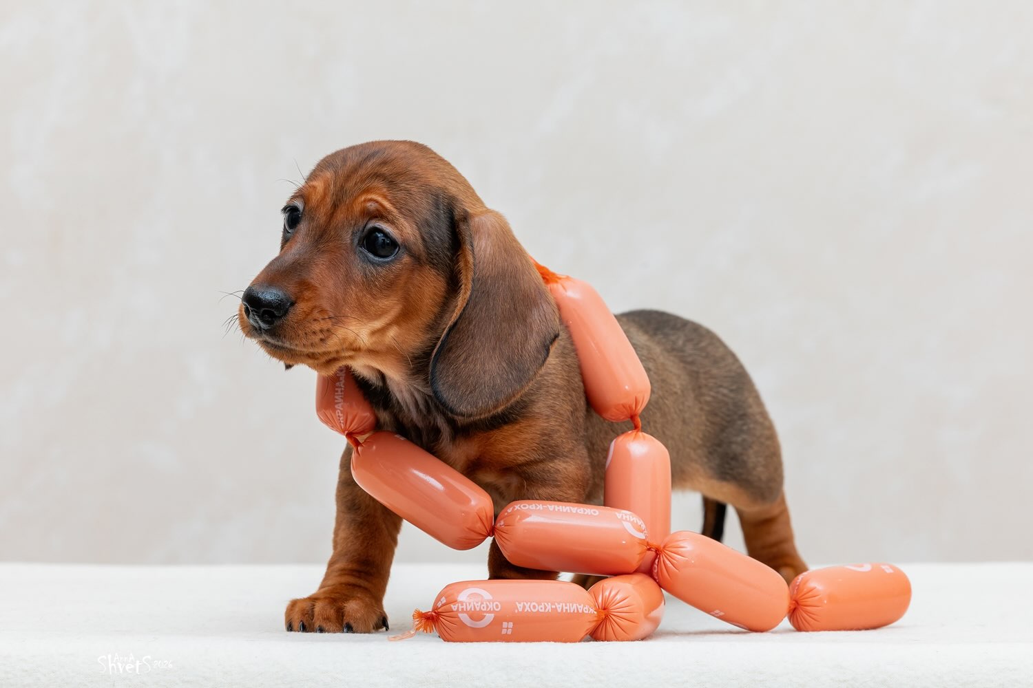 taksa-prodazha-shchenka