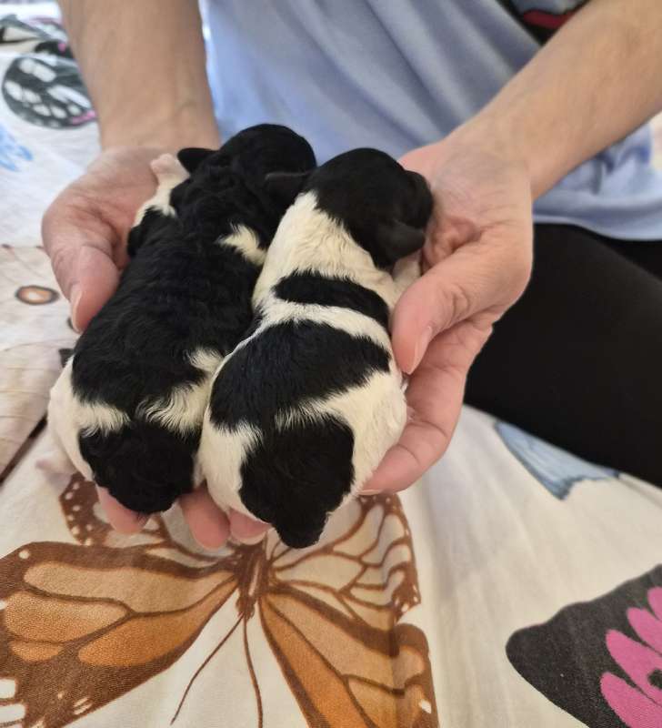 toy-pudel-kupit-shchenka-porodistogo