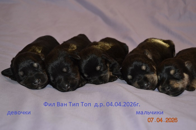 tsvergshnautser-buy-puppy-from-kennel