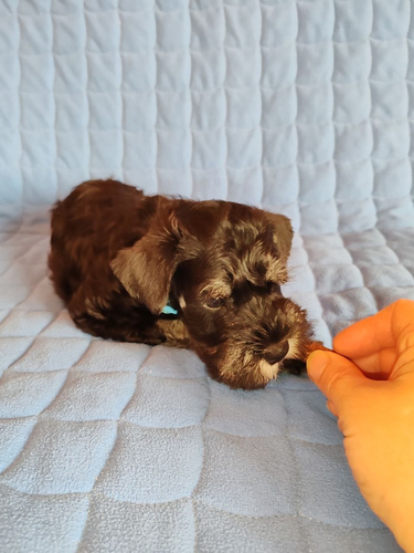 tsvergshnautser-buy-puppy