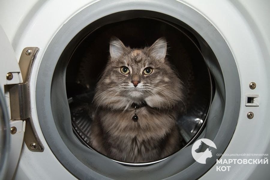 https://zoonika.com/wp-content/uploads/2026/04/vet-clinika-martovskij-kot-adres.jpeg