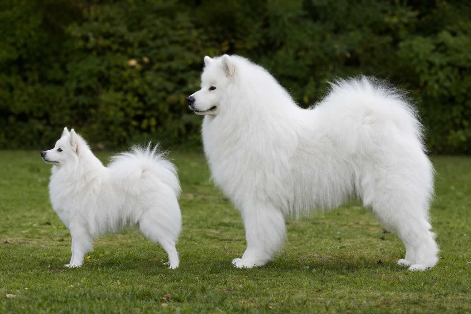 vneshnie-otlichiya-amerikanskoy-eskimosskoy-sobaki-i-samoeda