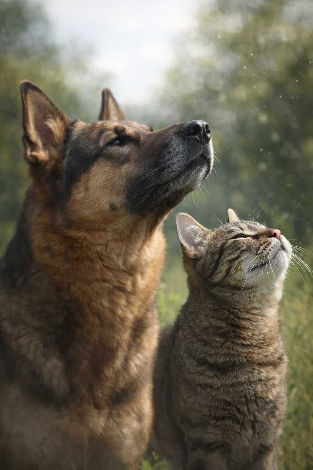 zachem-sobake-i-koshke-vlazhnyy-nos-itog