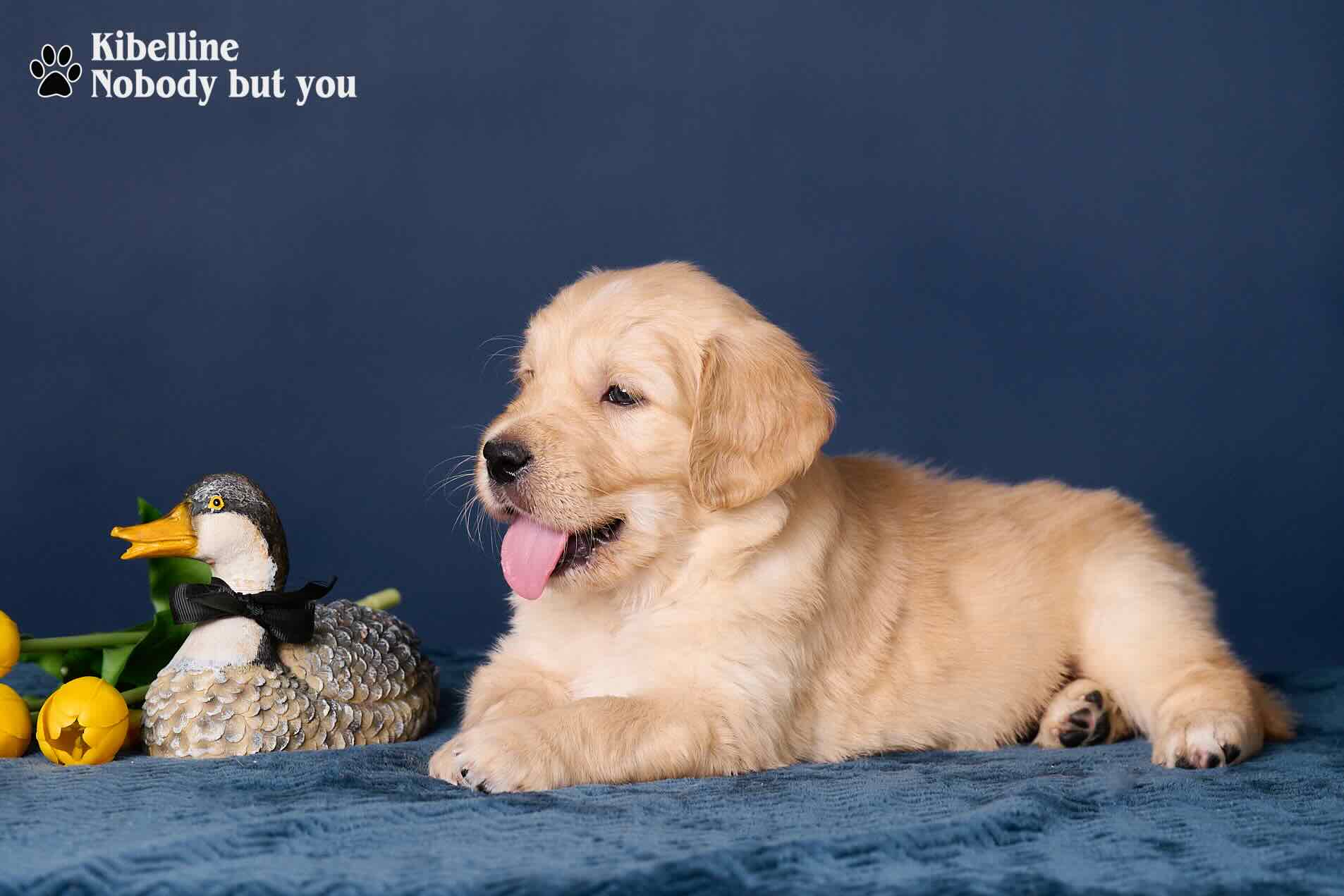 zolotistij-retriver-kupit-shchenka-iz-pitomnika