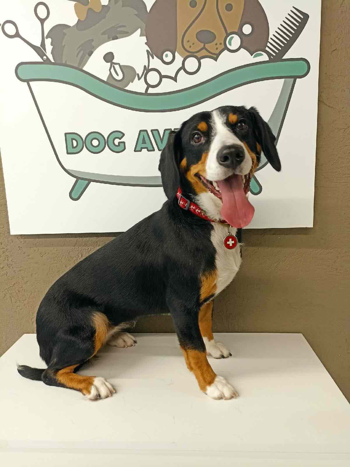 https://zoonika.com/wp-content/uploads/2026/05/Grooming-salon-dog-avenue-rjadom.jpeg