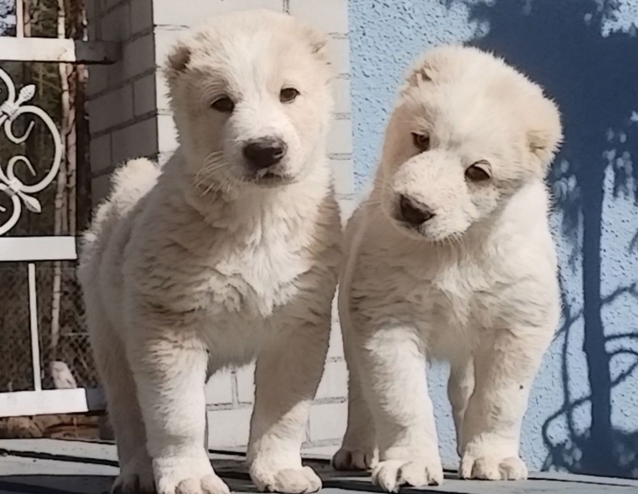 alabai-buy-puppy