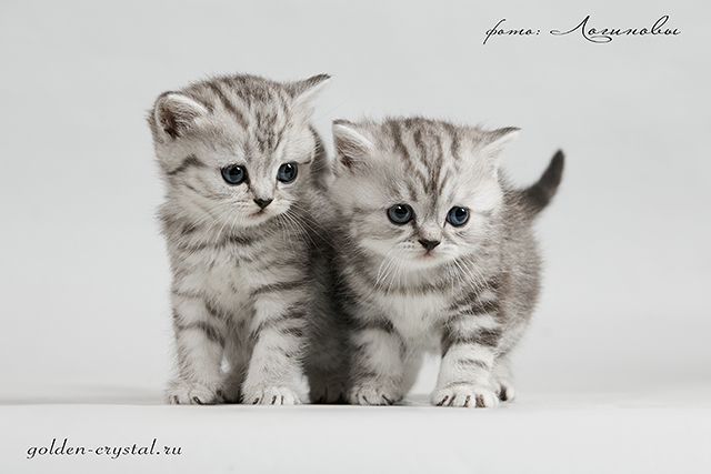 british-cat-buy-kitten