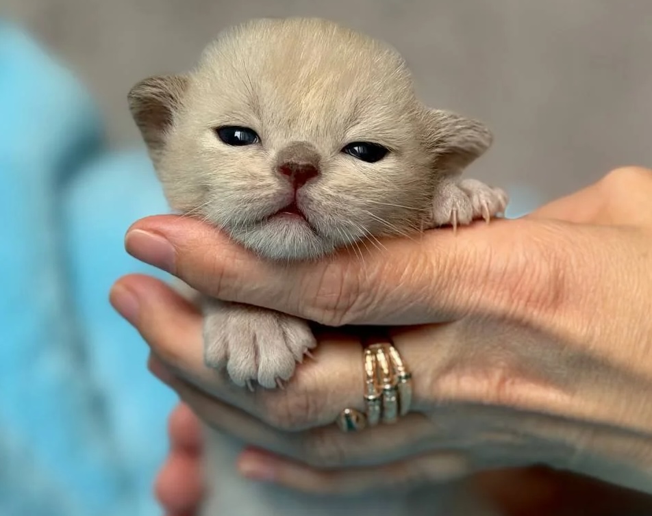 burma-koshka-buy-kitten