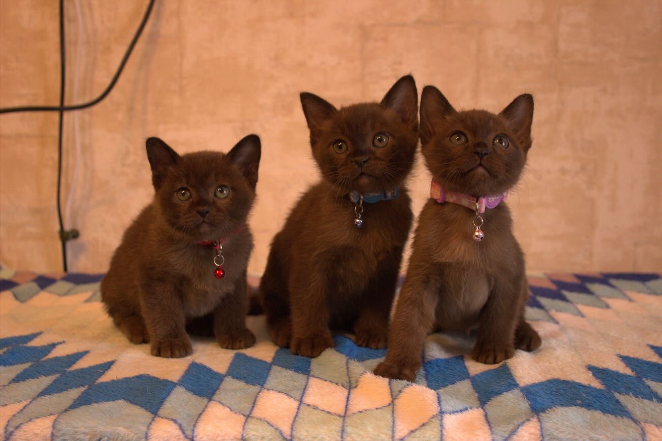 burmanskaja-koshka-buy-kitten-v-moskve