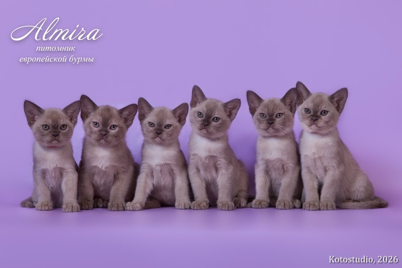 burmanskaja-koshka-kupit-kotenka