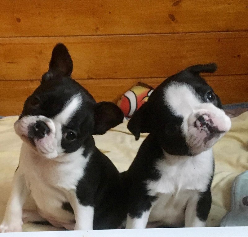 champion-boston-terrier-kupit-shchenka
