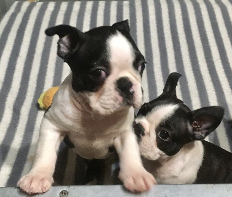 champion-boston-terrier-kupit-shchenka