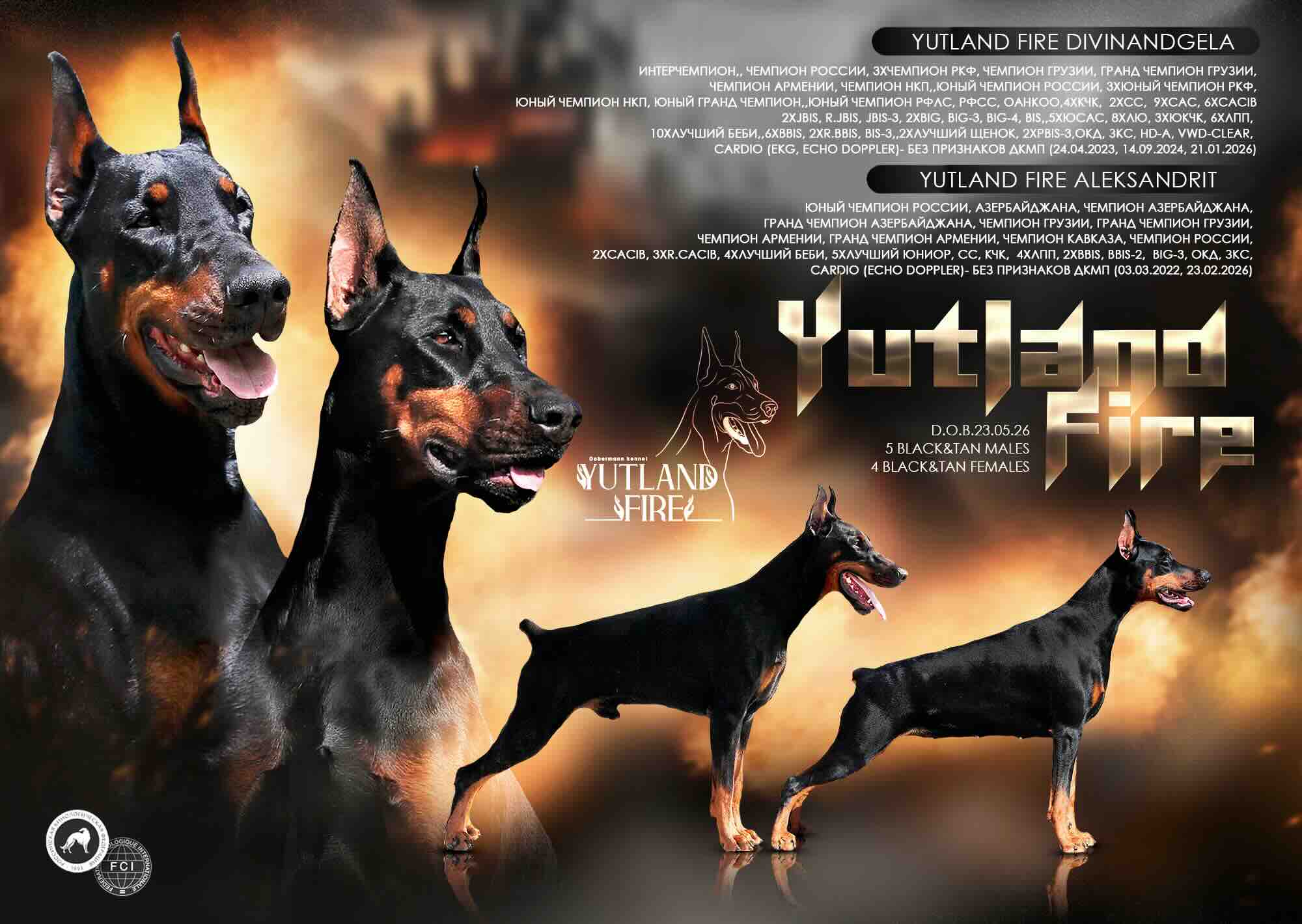 doberman-kupit-shchenka-iz-pitomnika-2026