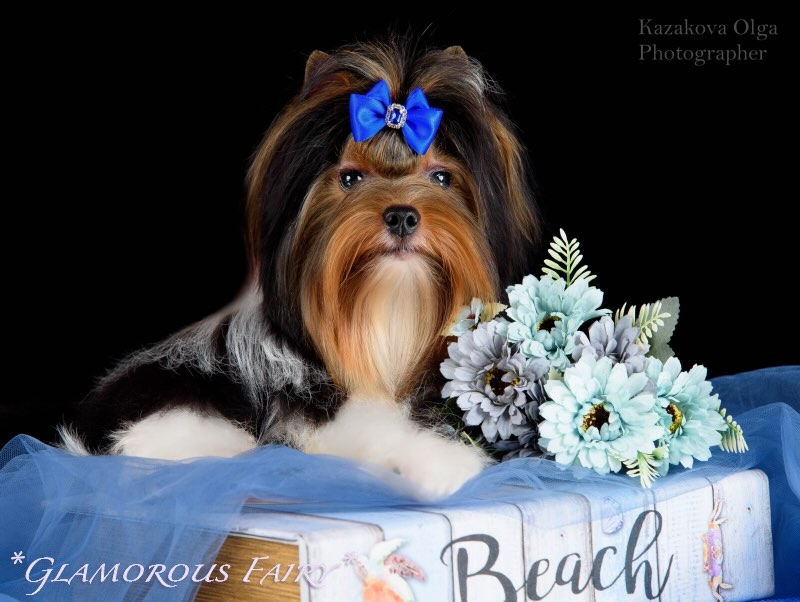 dogs-kennel-glamorous-fairy-biver-jorkshirskii-terrier-kupit