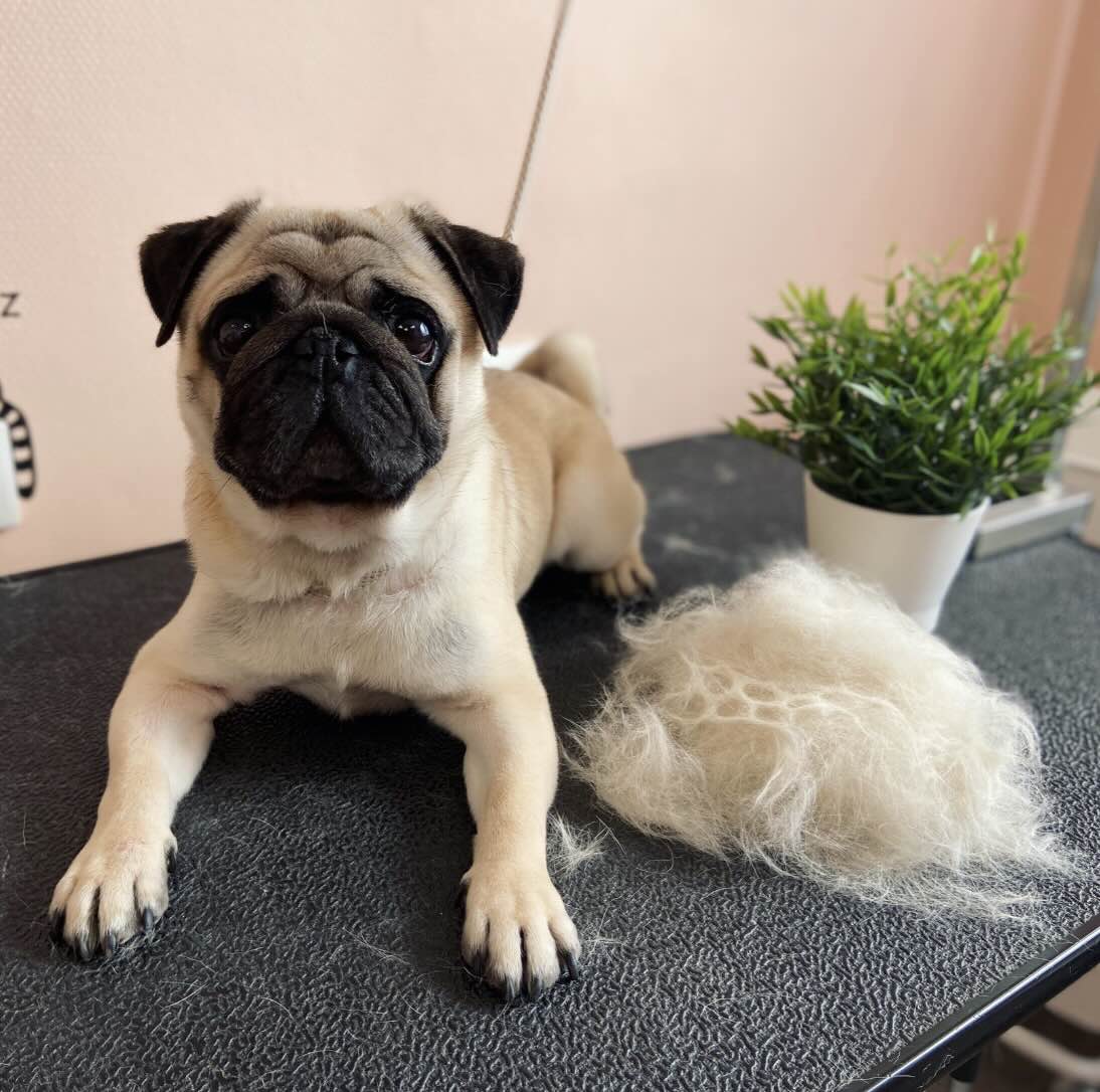 https://zoonika.com/wp-content/uploads/2026/05/grooming-salon-moj-groomer-ladres.jpg