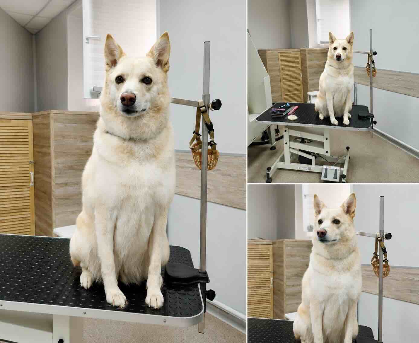https://zoonika.com/wp-content/uploads/2026/05/grooming-salon-yar-groom-nedorogo.jpeg
