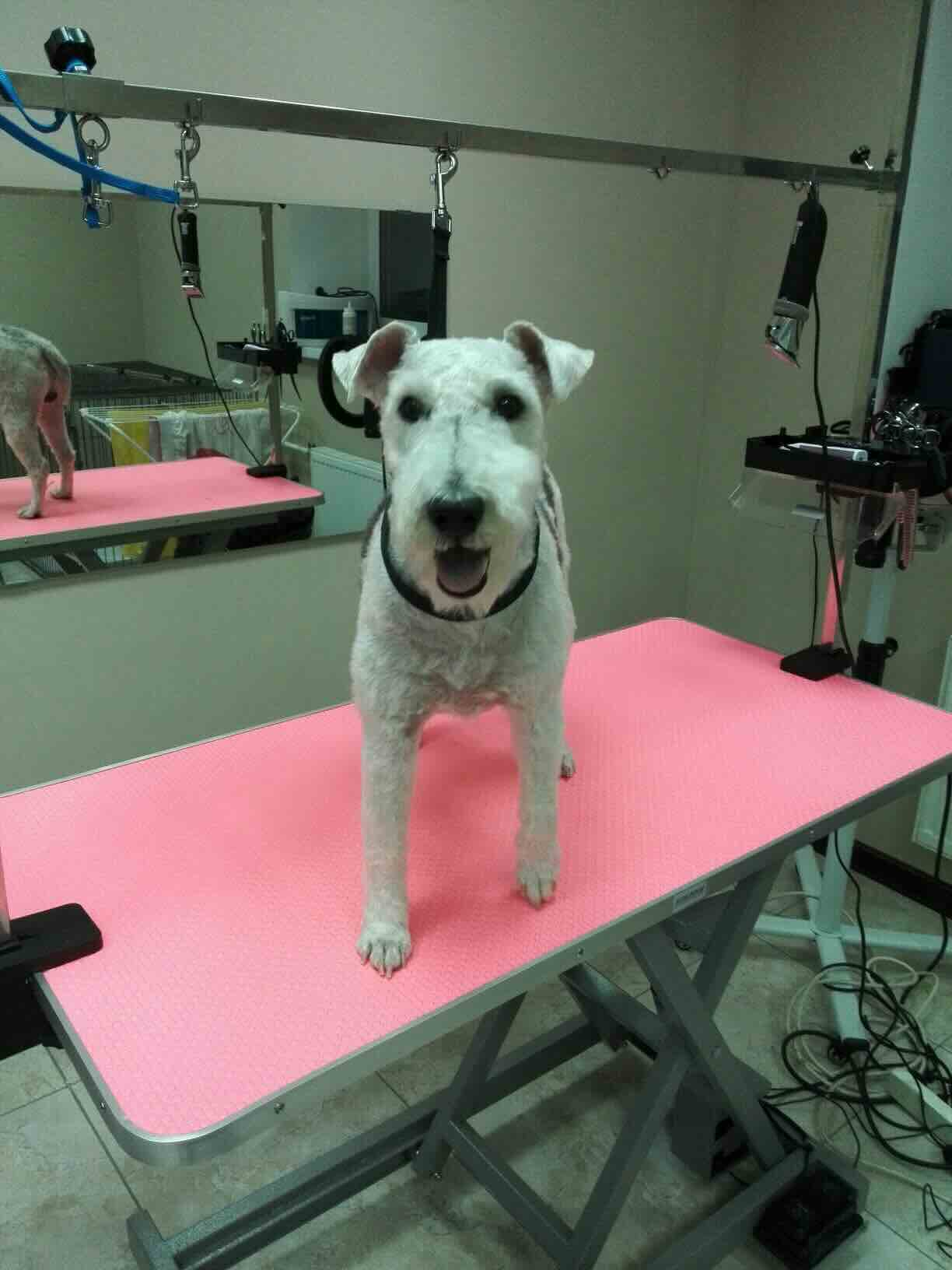 https://zoonika.com/wp-content/uploads/2026/05/grooming-salon-zookrasavchik-adres-1.jpeg