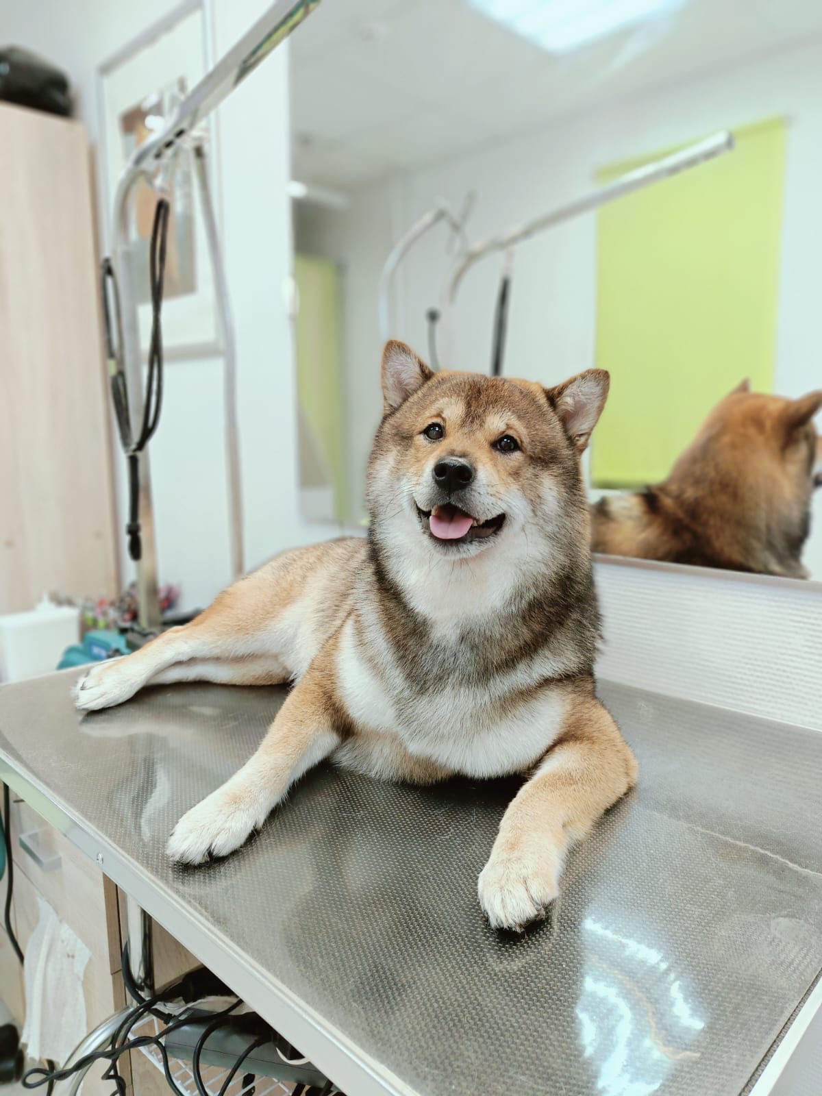 https://zoonika.com/wp-content/uploads/2026/05/groomung-salon-mp-groom-nedorogo.jpg