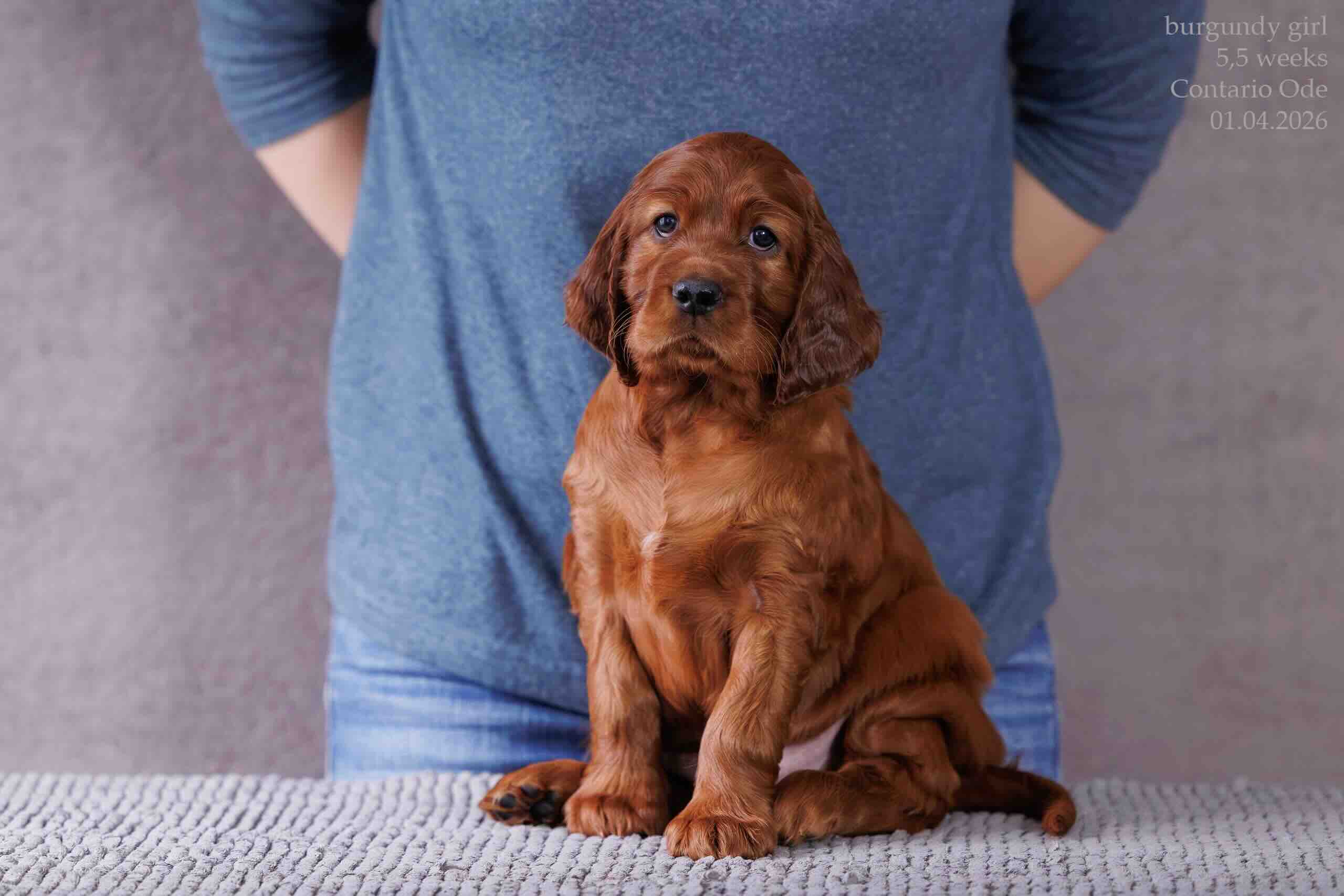 irlandskij-setter-buy-puppy