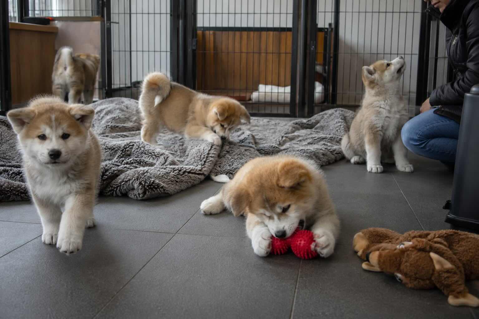 kak-vybrat-shchenka-akita-inu-v-pomete