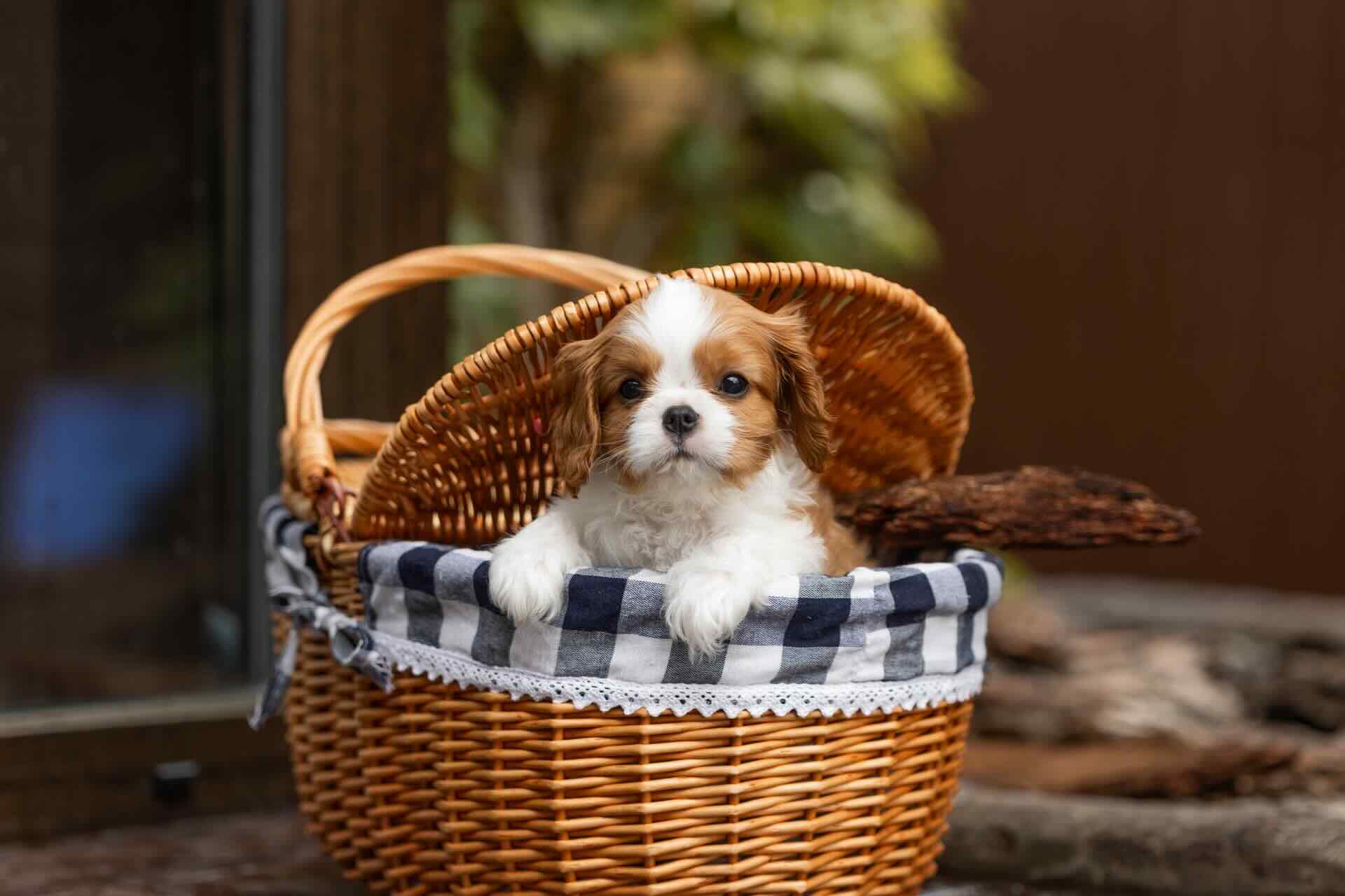 kavaler-king-charlz-spaniel-buy-puppy