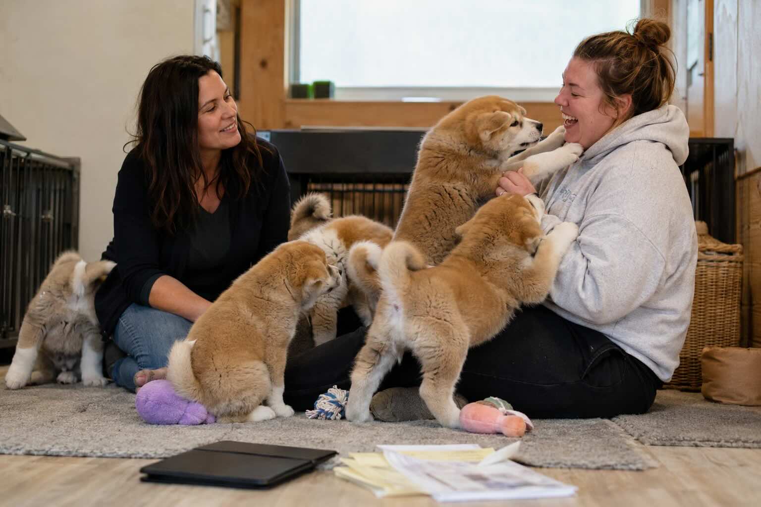 kupit-shchenka-akita-inu-u-proverennogo-zavodchika