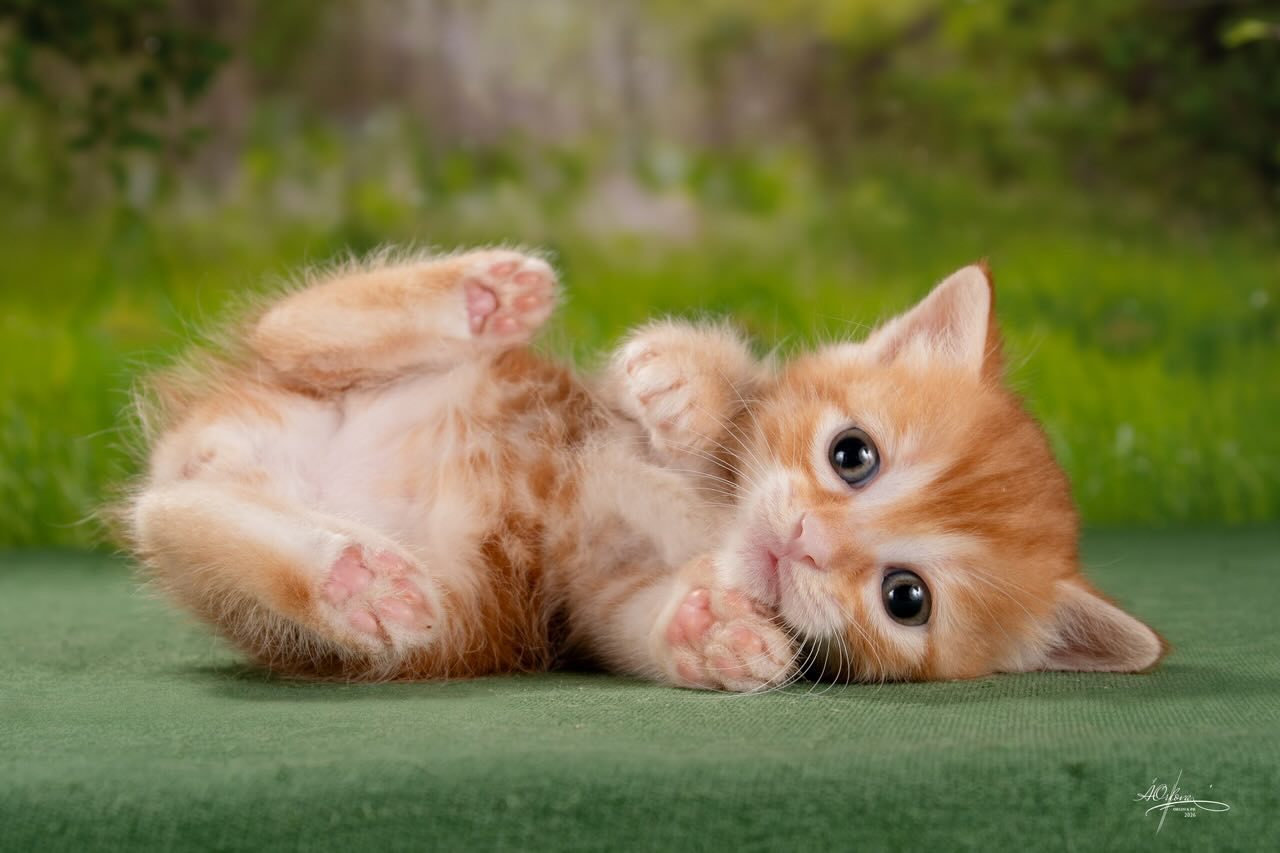 kurilskii-bobteil-buy-kitten-from-cattery