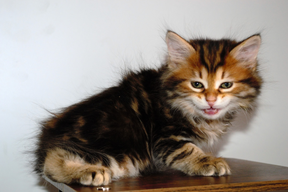 kurilskij-bobtail-kupit-kotenka-iz-pitomnika