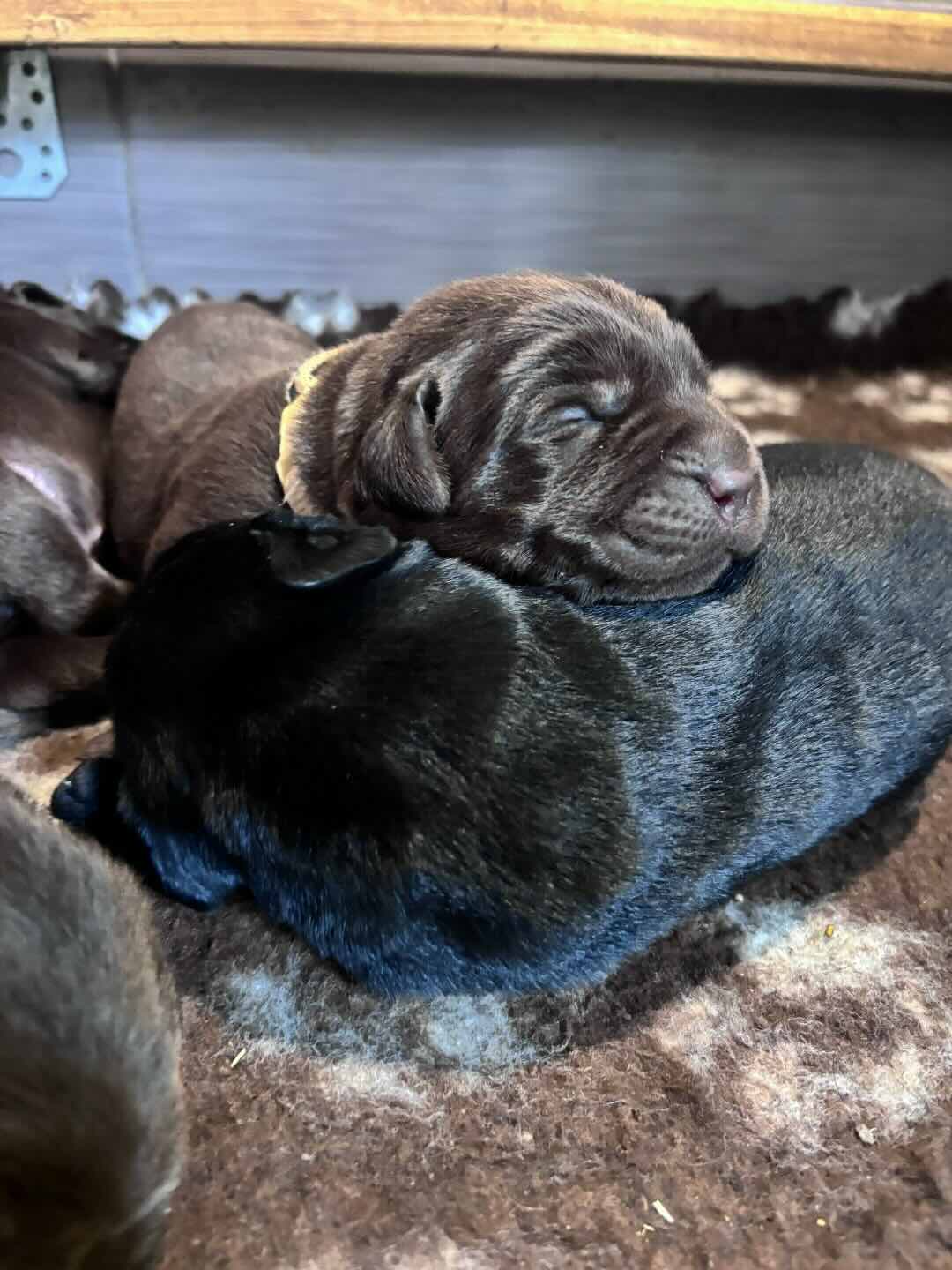 labrador-retriver-buy-puppy