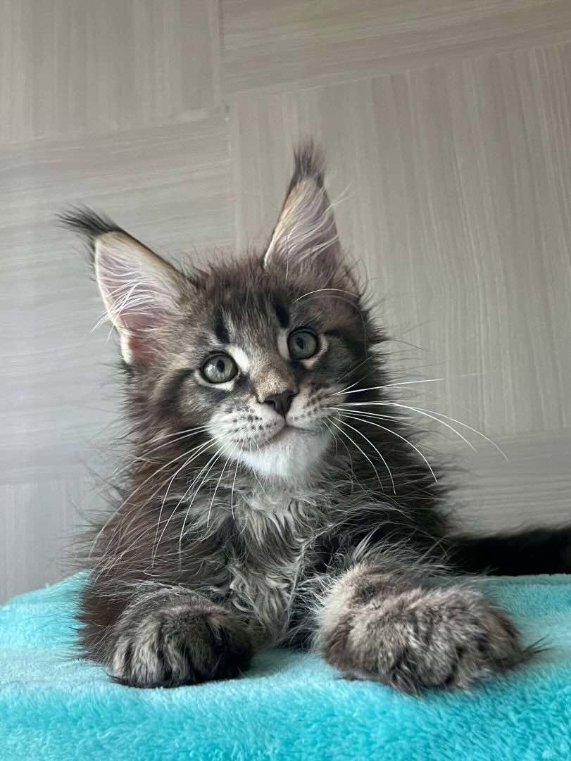 main-coon-kupit-kotenka-iz-pitomnika