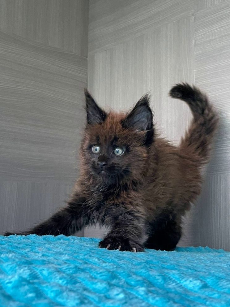 main-coon-kupit-kotenka