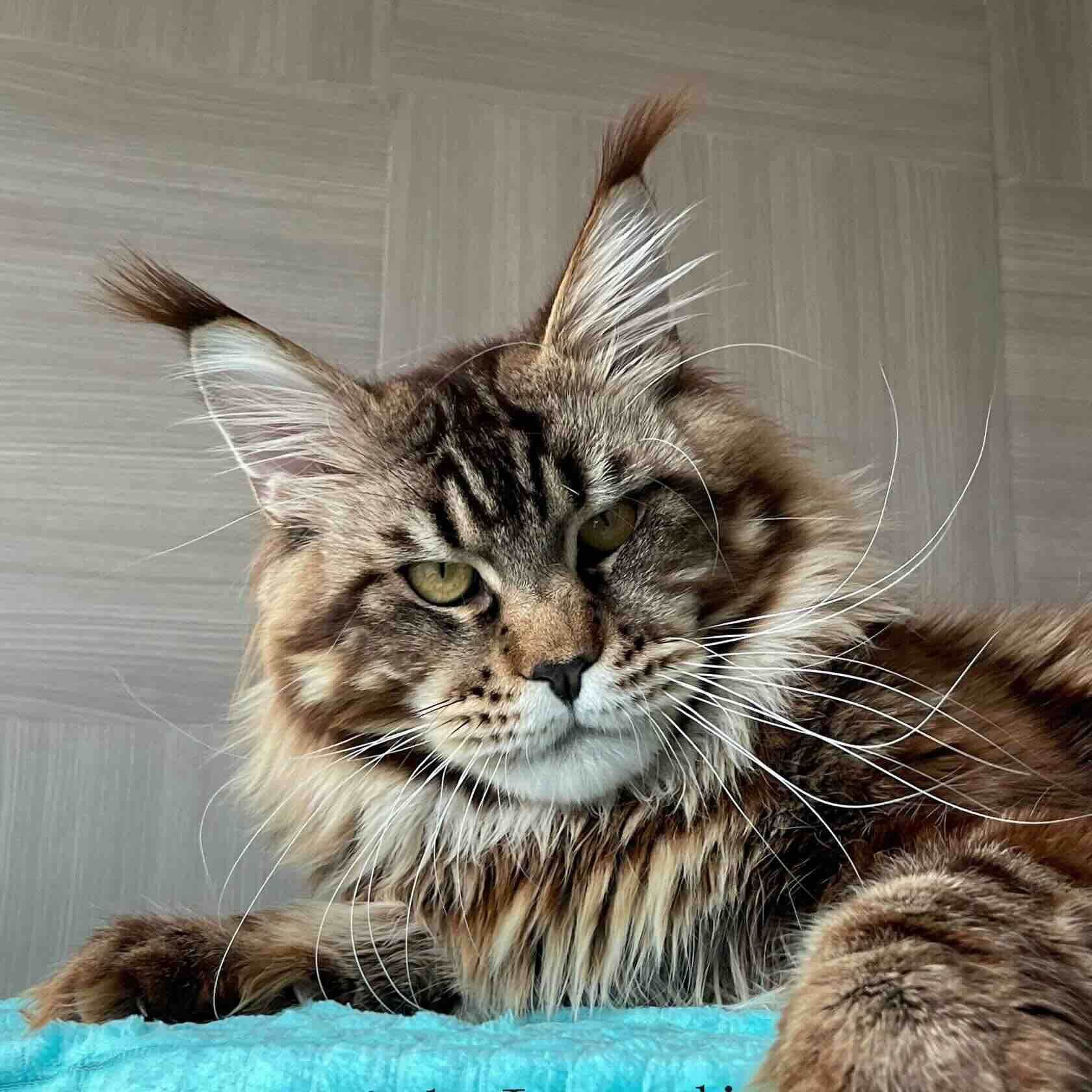 pitomnik-koshek-main-coon-insendio