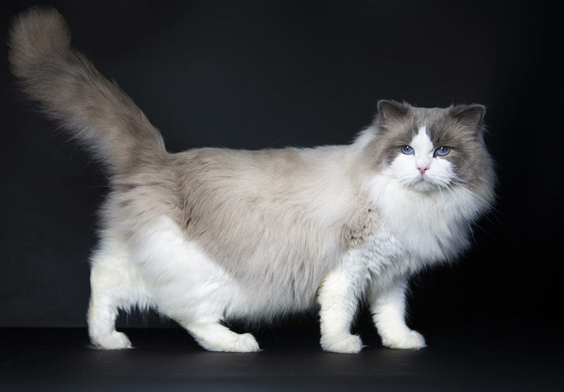 pitomnik-koshek-ragdoll-fressonia-kupit-kotenka
