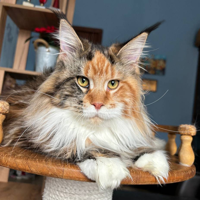 pitomnik-leoland-main-coon-kupit-koshku