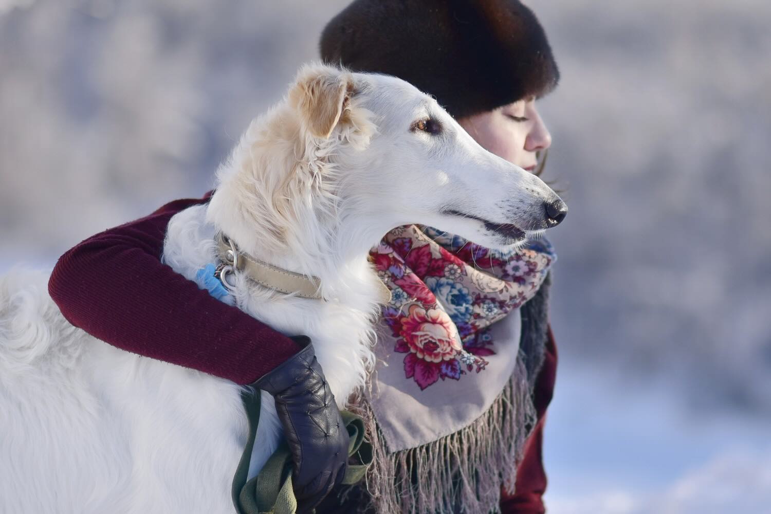 pitomnik-sobak-dreamborzoi-russian-psovaja-borzaja-kupit-shchenka