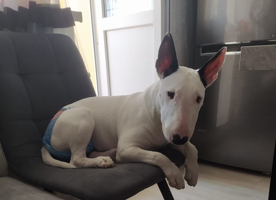 pitomnik-sobak-glorious-victory-mini-bullterrier-kupit-sobaku