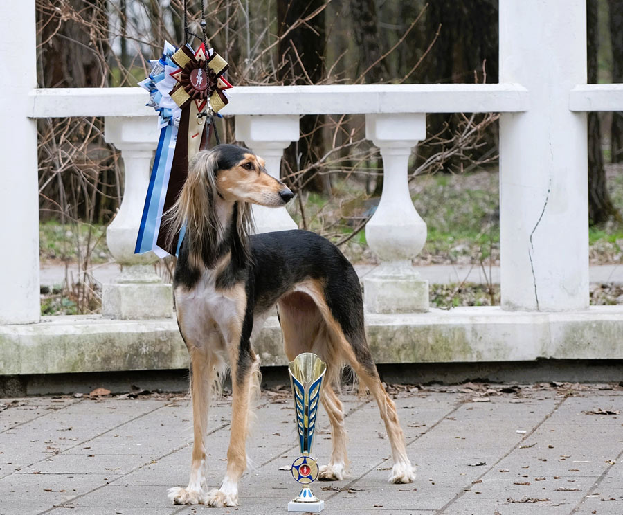 pitomnik-sobak-salgreys-saluki-kupit-sobaku