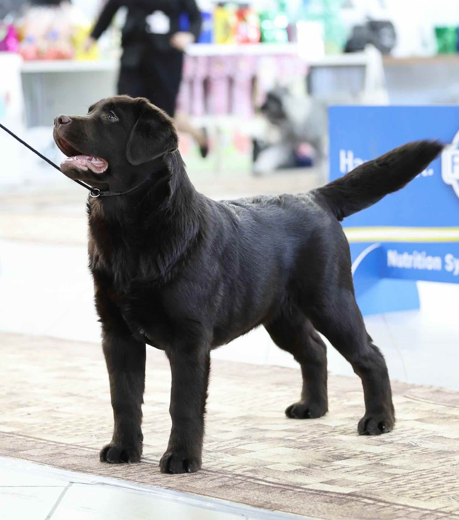 pitomnik-tango-and-tash-labrador-prodazha-shchenka