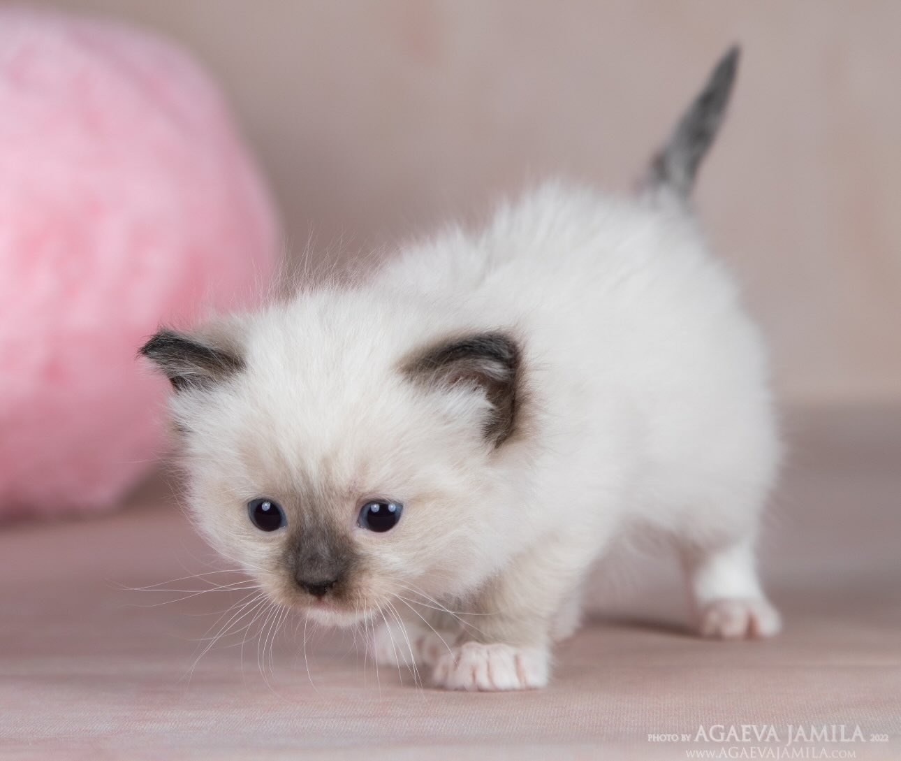 ragdoll-buy-kitten-from-cattery