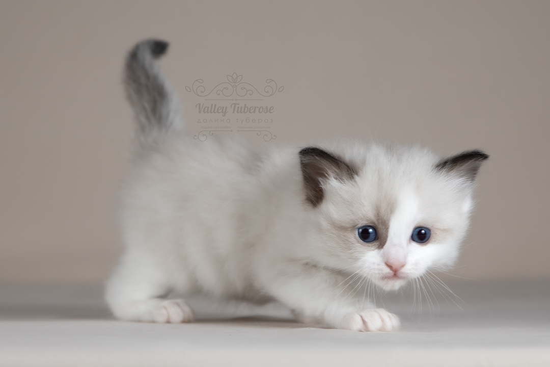 ragdoll-kupit-kotenka-iz-pitomnika