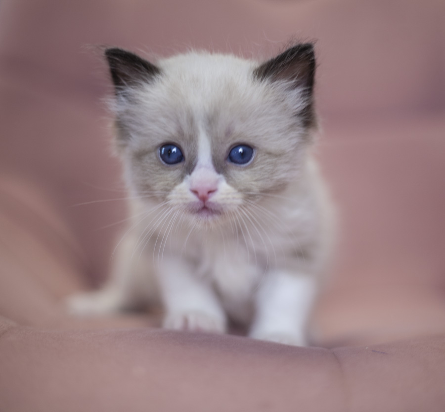 ragdoll-kupit-kotenka-iz-pitomnika
